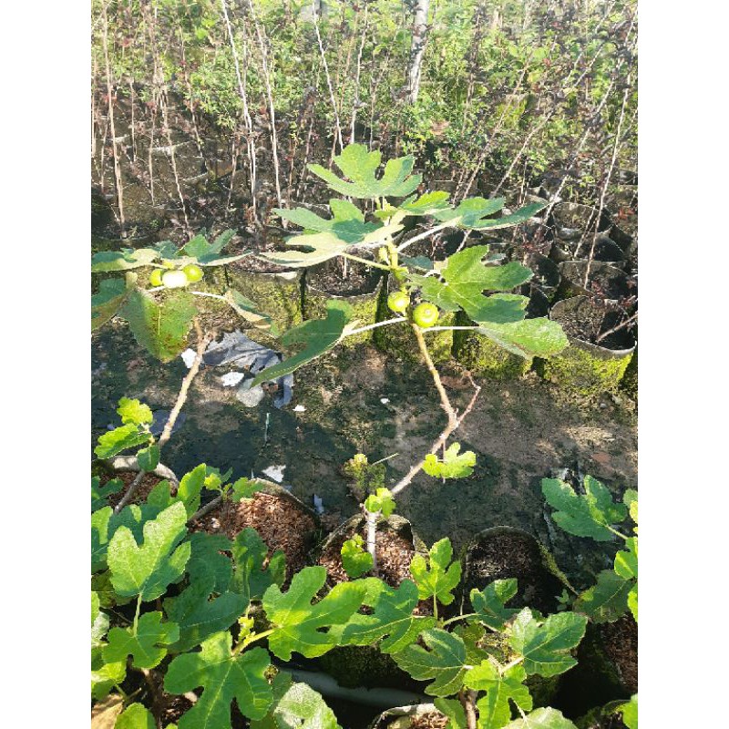 Sung mỹ cây đang trái