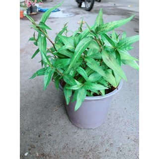 chậu cây rau răm c6