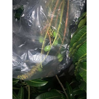 Xoài đỏ Nhật bản  ( giống mới)