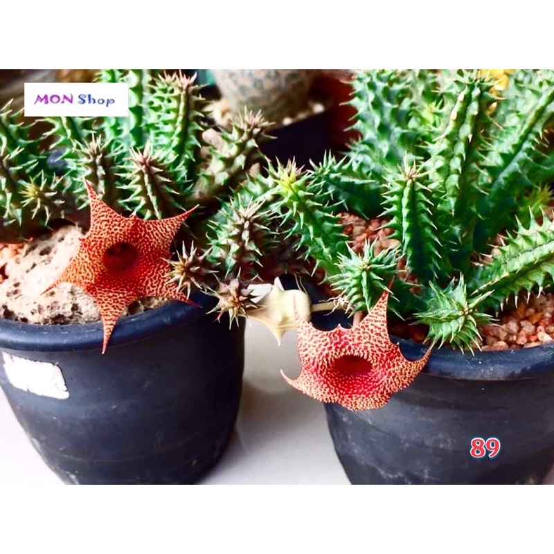 Xương rồng sao biển hoa màu đỏ cam rực rỡ Huernia Korat Sunlight