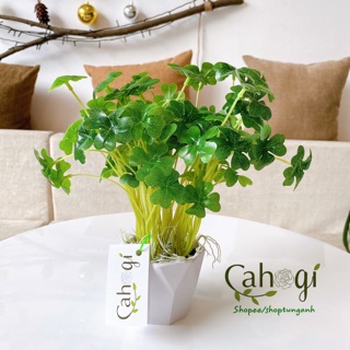 Cây Giả - Cây Cỏ May Mắn