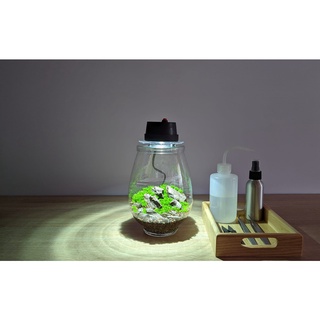 Bộ bình thủy tinh mosslight terrarium size 14x22cm