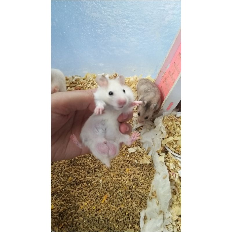 1 cặp chuột hamster bear đực cái tặng 500g thức ăn