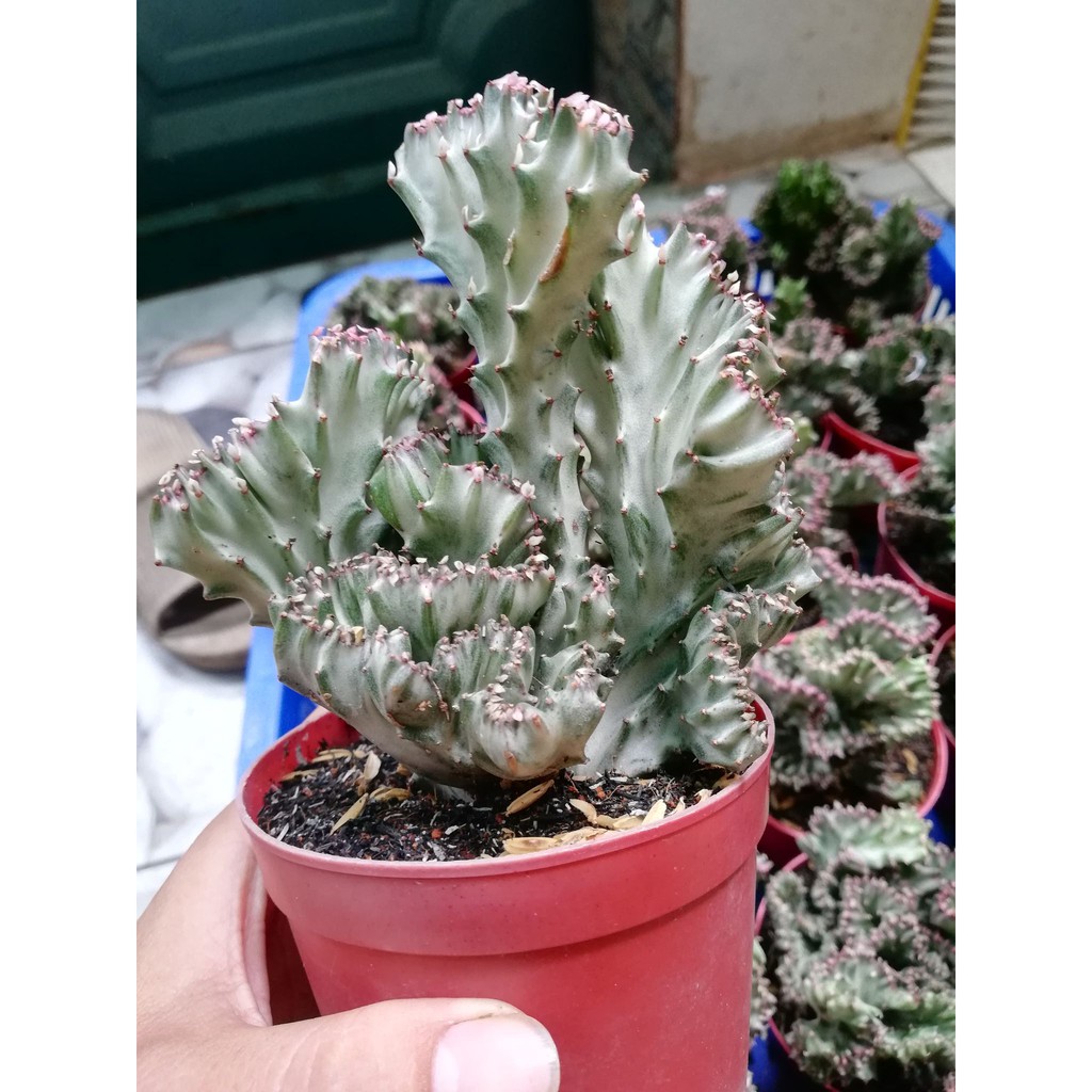 Xương rồng vạn lý trường thành