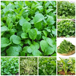 Hạt giống Cải ngọt bông ăn non gói 20gr