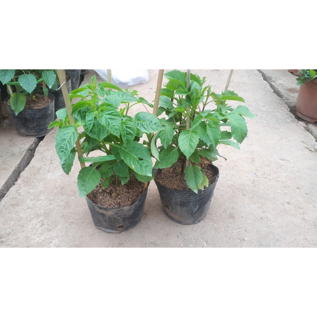 Cây giống hoa thược dược đỏ, tím, vàng