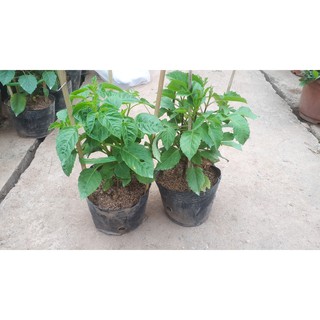 Cây giống hoa thược dược đỏ, tím, vàng