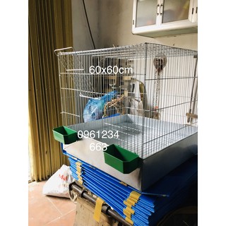  Lồng 60x60 nuôi gà nuôi chim và khay tôn cao 15 cm