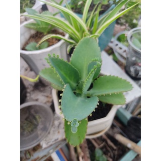 Cây sen sống đời mẹ nghìn con size bầu trang trí nhà kiểng lá đẹp