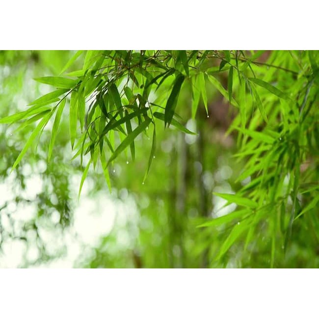 Lá trúc diệp  sấy khô 100g