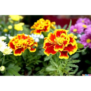 Hạt giống hoa Vạn thọ Ban mai (100 hạt)