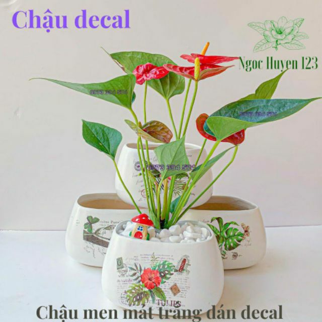 Cây Hồng Môn hoa màu đỏ