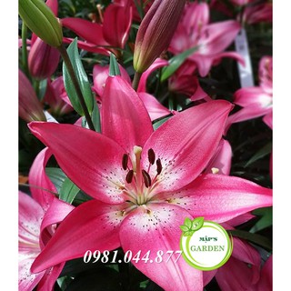 Củ giống hoa ly màu hồng ( củ giống Hà Lan)