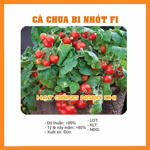 Hạt Giống Cà Chua Bi Nhót F1 - 30 Hạt