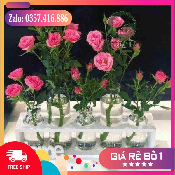 Bán giá gốc Kệ hoa kèm 5 lọ thủy tinh Home / Love