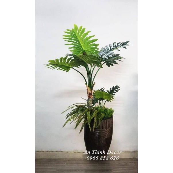 TRẦU BÀ THANH XUÂN -