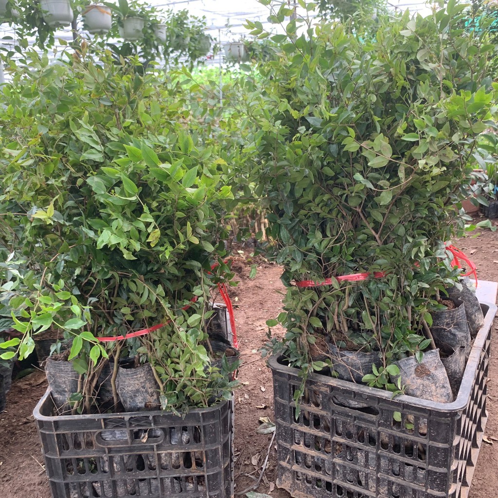 Cây giống nho thân gỗ tứ quý lá nhỏ