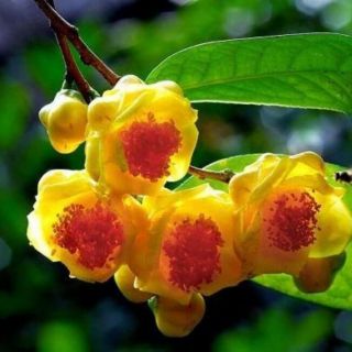 cây giống trà hoa vàng ảnh thật