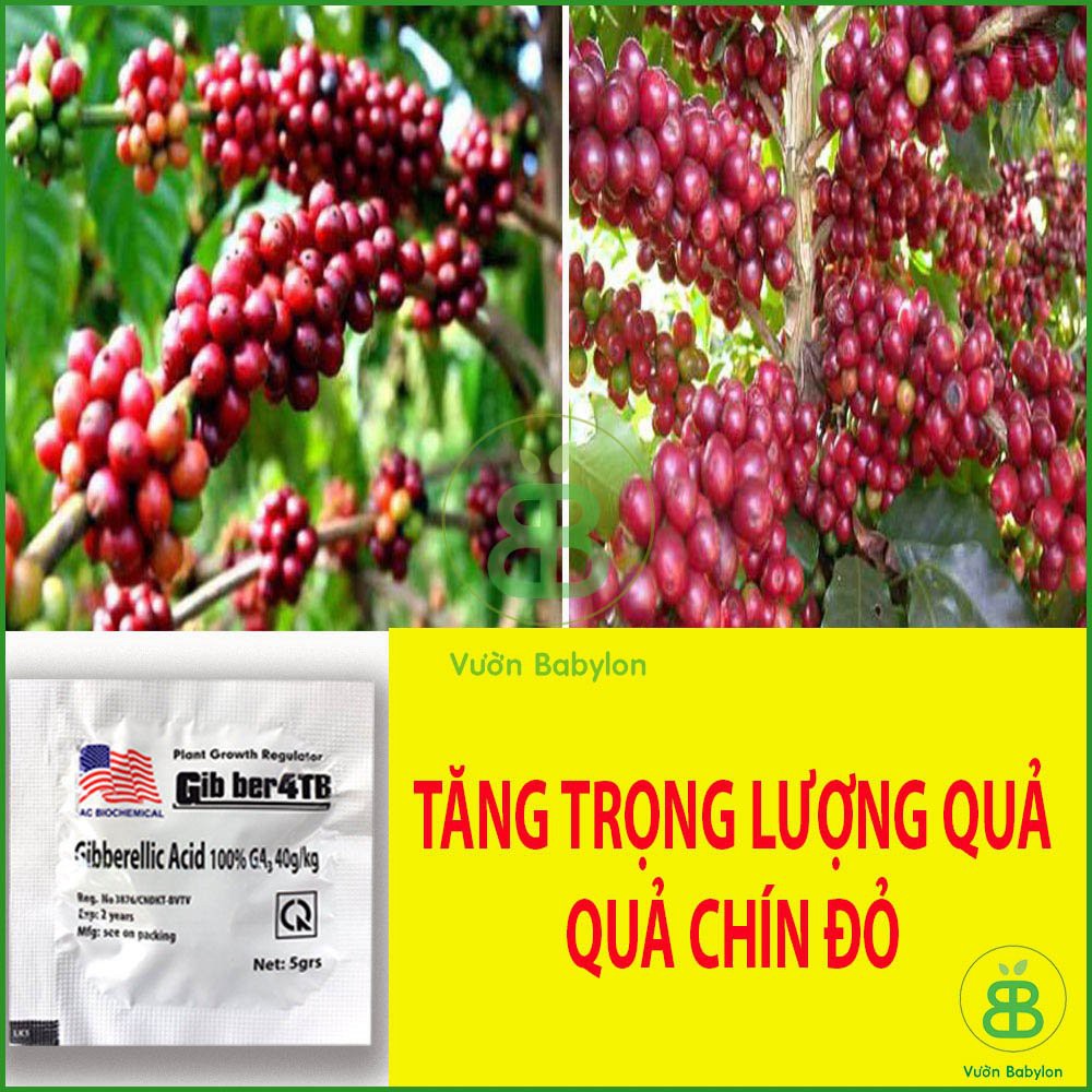 Phân Bón Lá GA3 - Gibber 4TB (Kích Thích Tăng Trưởng)