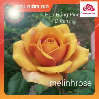 Hoa hồng Pine Dream rose – Màu vàng đồng sang chảnh-Vườn Hoa Melinhrose
