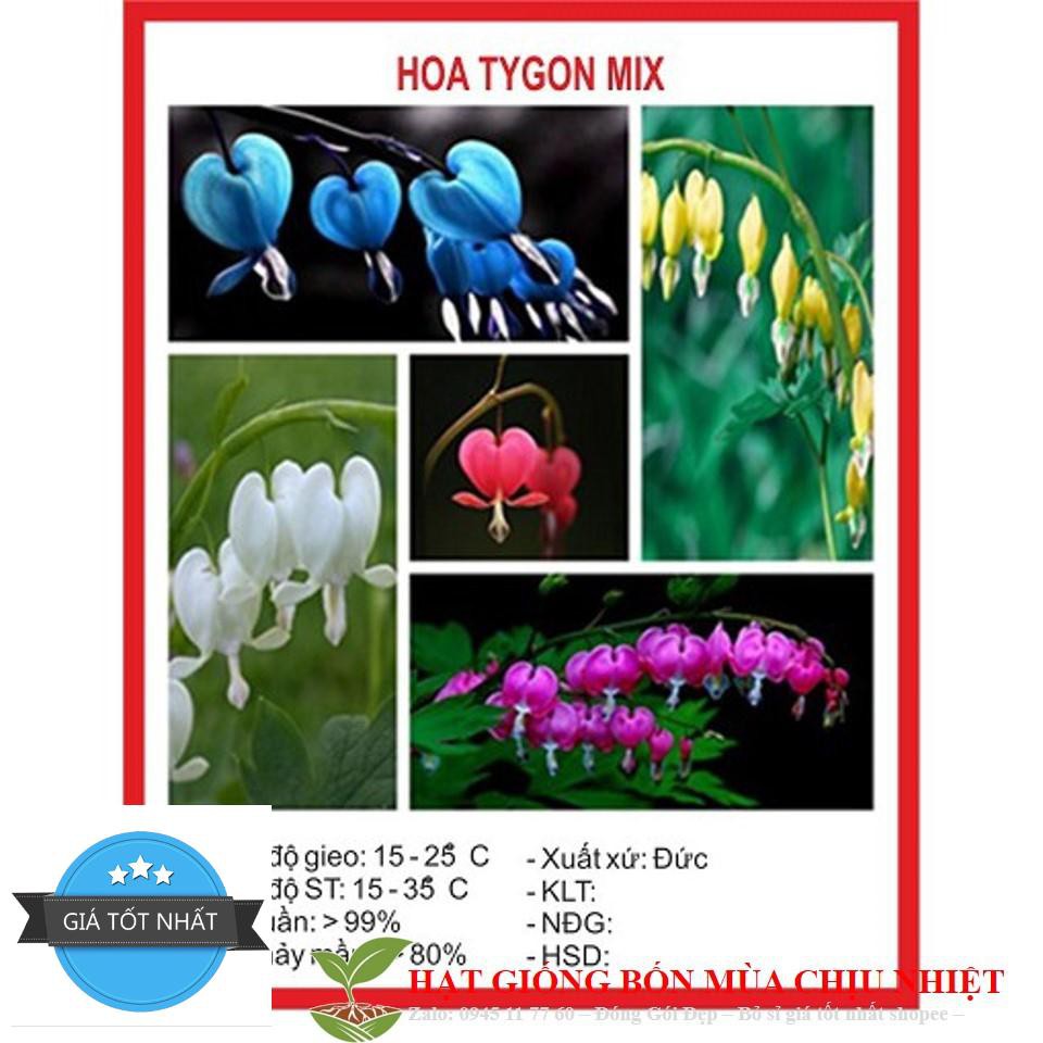 Hạt giống hoa tigon mix 5 mầu Xanh trắng hồng đỏ vàng gói 20 HẠT ĐẾN MÙA TRỒNG TẾT