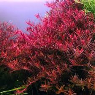 Vảy ốc đỏ (Rotala Đỏ)