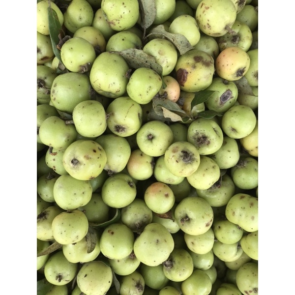 Táo mèo tươi rừng Sìn Hồ