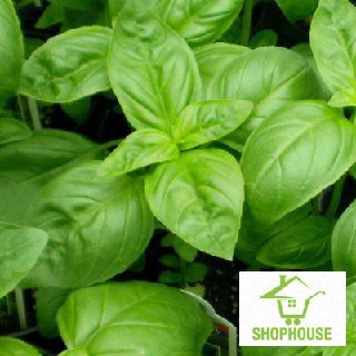 shophouse Hạt giống húng thơm 200hạt  SHOP HOUSE  TẾT KHUYẾN MẠI