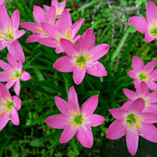 Cây hoa huệ mưa (cây tóc tiên)