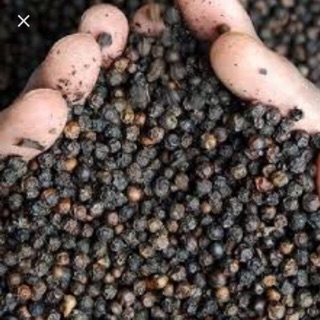Hạt tiêu thơm cay cay nồng cực ngon