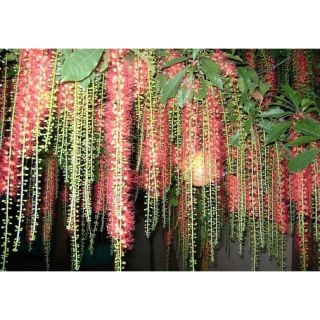 Cây 🌲 Lộc vừng siêu đẹp.... đang hoa