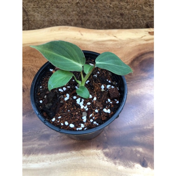 Philodendron Gloriosum