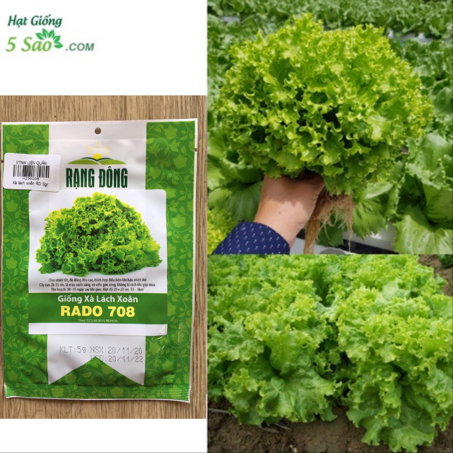 Hạt Giống Xà Lách Xoăn RĐ 708