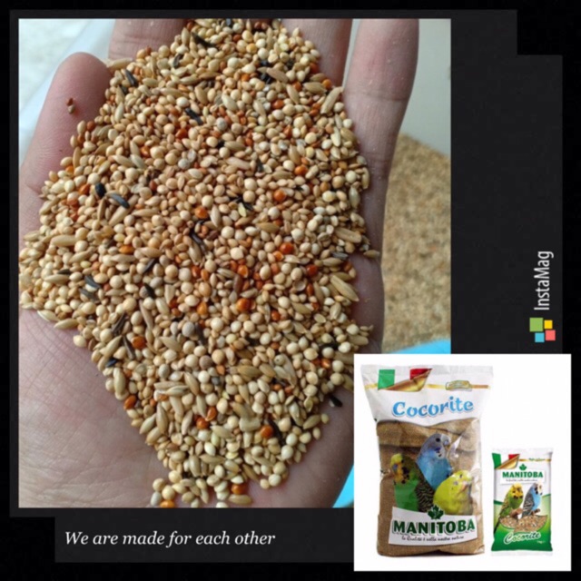1kg Hạt trộn cho yến phụng 🇮🇹🇮🇹🇮🇹