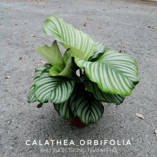 Đuôi công táo xanh trồng nội thất (hỏa tốc)