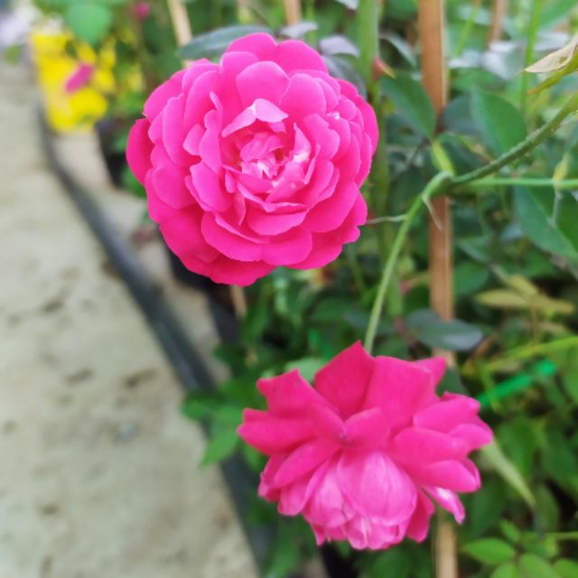 Cây Hoa hồng Quế Son (hồng bụi hoa thơm)