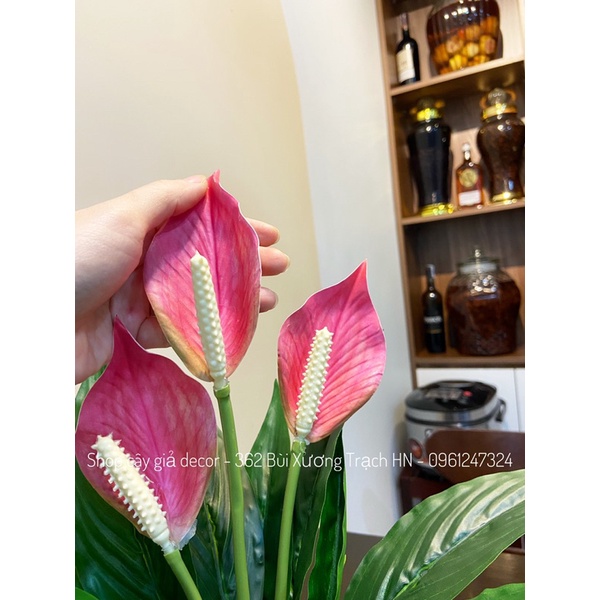 Cây lan ý giả - 50cm