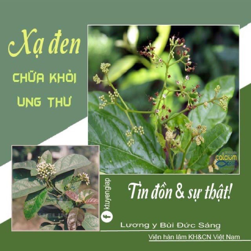 XẠ ĐEN 1ký có sẵn🌿🌿🌿🌿