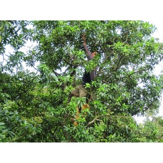 Tinh dầu HOA HỒI nguyên chất