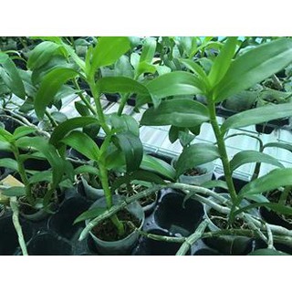 {GIÁ TẬN GỐC } PHÂN BÓN LÁ - KÍCH NẢY MẦM - SINH TRƯỞNG ATONIK 1.8sl