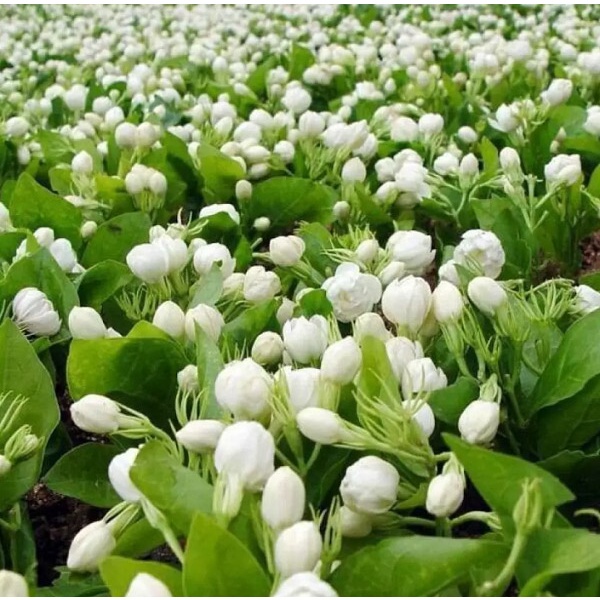 Gói 20 hạt giống hoa nhài hạt siêu rẻ