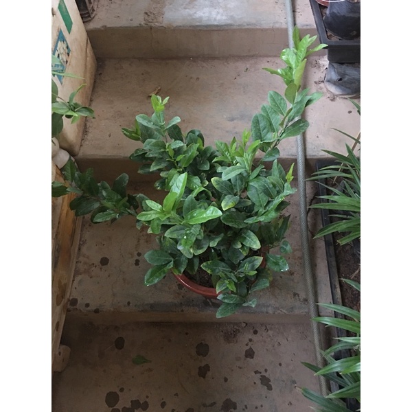 Cây chiết cành Chanh ta