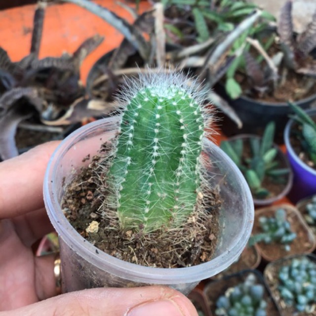 Xương rồng múi khế