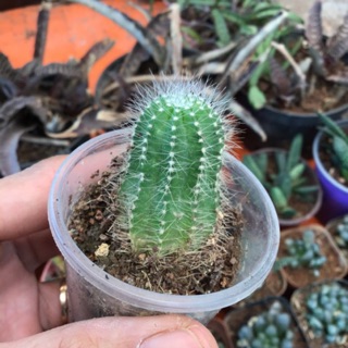 Xương rồng múi khế