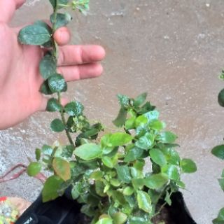 Cây Việt Quất lùn