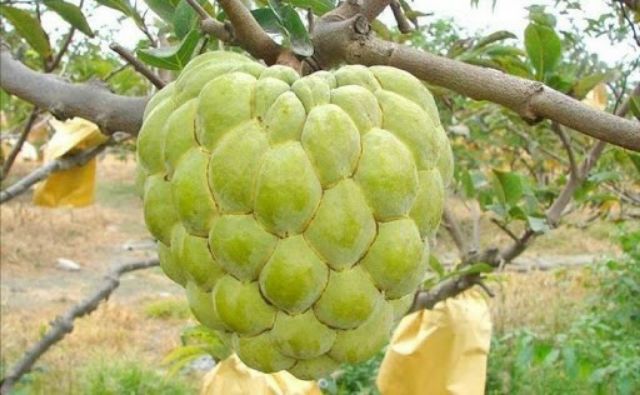 Na Thái... trái rất to