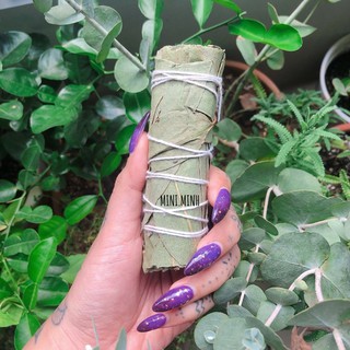 Bạch đàn / Bạch đàn & Xô thơm trắng (Eucalyptus / White sage & eucalyptus)