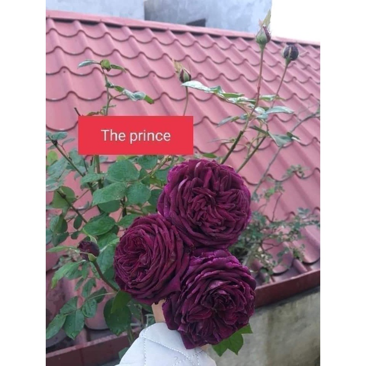 Cành triết hồng ngoại The Prince