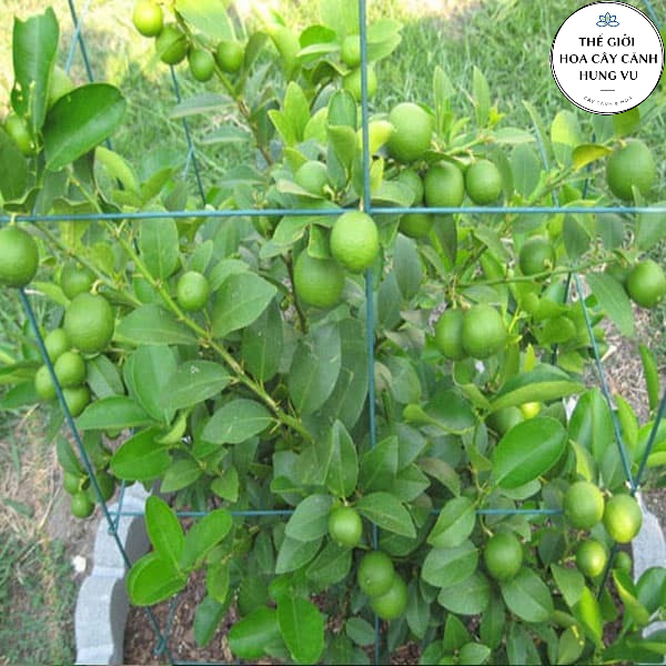 Cây chanh tứ quý - THẾ GIỚI HOA CÂY CẢNH - cao 40-50 cm