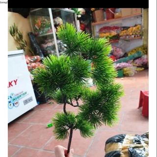 Cành tùng nhựa